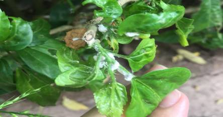 园林植物常见病虫害——堆蜡粉蚧