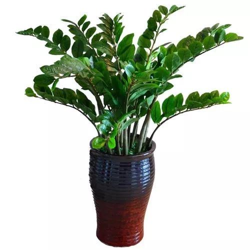 雪铁芋的种植技巧