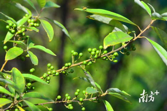 山苍子，也叫木姜子、山鸡椒。&nbsp;