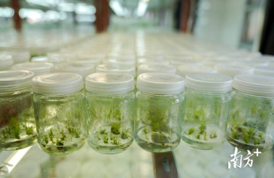 省林科院组培室陈列着数百瓶山苍子组培苗。